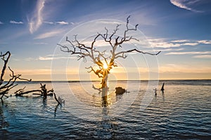 Scenic shot of a leafless tree in Boneyard Beach,  Jacksonville, Florida at sunset