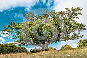 Scenic shot of a lonely tree against a blue sky background