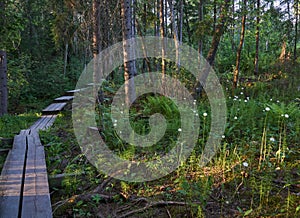 Scenic shot of a long boardwalk footpath in a forest