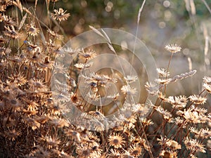 scenic shot of many dried flowers on a natural unfocused background