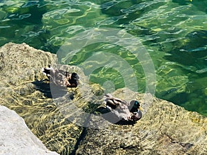 Scenic shot of a pair of ducks swimming in clear blue water