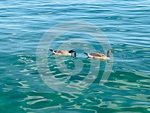 Scenic shot of a pair of ducks swimming in clear blue water