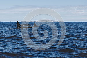 Scenic shot of a pod of Orca whales swimming on the coast of Newfoundland, Canada