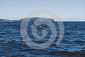 Scenic shot of a pod of Orca whales swimming on the coast of Newfoundland, Canada