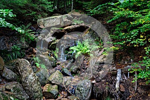 Scenic shot of a rocky stream with a silky water effect in a forest