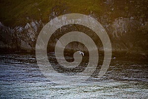 Scenic shot of seagull flying over the blue sea near rocky coastline at sunset