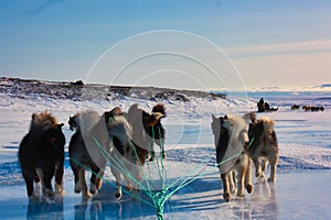 Scenic shot of sled dogs on the snow in Greenland, Ittoqqortoormiit photo