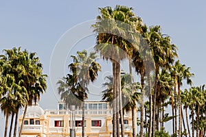 Scenic shot of tall tropical palm trees in the background of Ciutat Jardi hotel photo