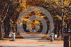 Scenic shot of trees at the Commonwealth Avenue Mall in Boston, Massachusetts