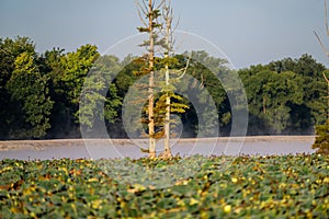 Scenico da alberi un vegetazione circostante nebbioso 