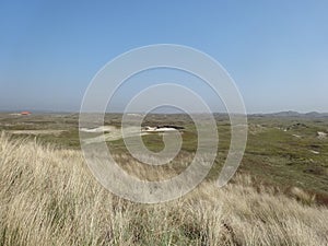 Scenic shot of tussock grass blades in a large field on a clear sky background