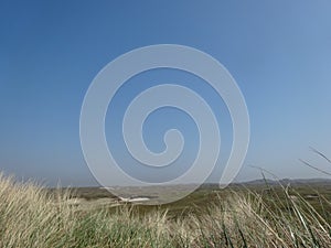 Scenic shot of tussock grass blades in a large field on a clear sky background