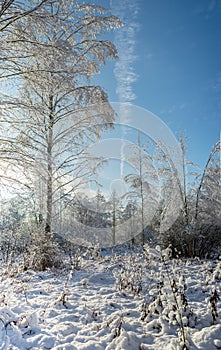 scenic snow covered forest in winter/Snowy fir trees in winter f