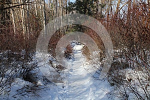 Scenic snowy winter pathway winding through a forest