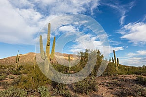 Scenic Sonoran Desert landscape in Arizona