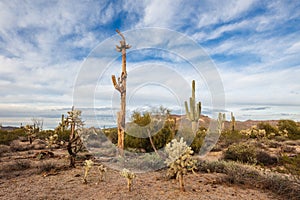 Scenic Sonoran Desert landscape with cactus in Arizona