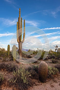 Sonoran Desert landscape with Saguaro Cactus in Arizona