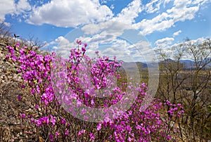 Scenic spring landscape with blooming pink Rhododendron