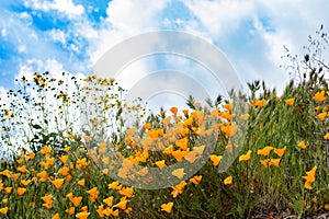 Scenic spring landscape of bright orange vibrant vivid golden California poppies, seasonal native plantset against clouds and sky