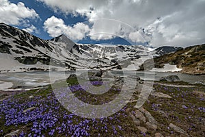 Scenic spring landscape shot in Bulgarian mountain with purple crocuses and snowy peaks