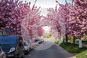Scenic Springtime View of a City road Lined by Beautiful Sakura Trees in Blossom