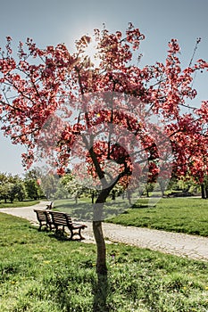 Scenic springtime view of a park path and beautiful cherry tree in blossom.Spring romantic scene.Pink tree on a lawn with the sun