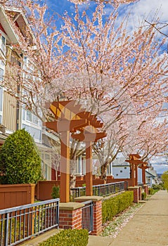 Scenic Springtime View of a street Garden Path Lined by Beautiful Cherry Trees in Blossom