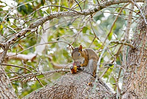 Scenic Squirrel Eating in the Tree