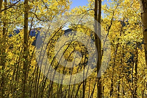 Scenic Stand of Aspens