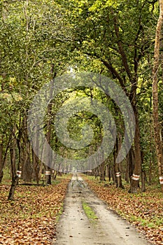 Scenic straight road in wild with canopy of tall and long sal trees or Shorea robusta in pattern during summer season wildlife