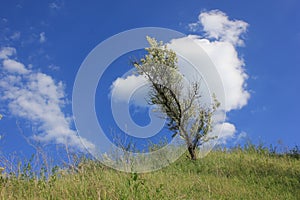 Scenic summer landscape with a lonely wild olive tree on the hill and blue sky with white clouds