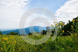 Scenic Summer Landscape on Overlook Drive Shenandoah National Pa