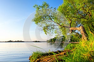 Scenic summer landscape with tree on lake shore