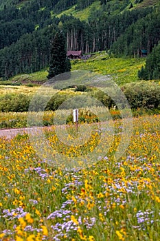 Scenic summer wildflower meadow in Colorado countryside near Crested Butte