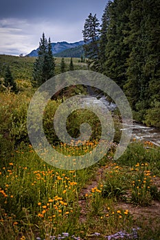 Scenic summer wildflower meadow in Colorado countryside near Crested Butte