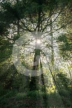 Sun rays in the forest in misty morning