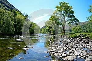 Scenic sunlit view along a calm river with a distinctive tree on one bank
