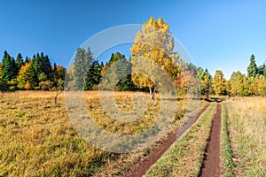 Scenic sunny countryside landscape of Caucasus golden autumn mountain forest with yellow leave birch tree on glade and rural lane