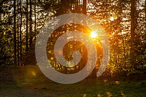 scenic sunset behind a row of trees
