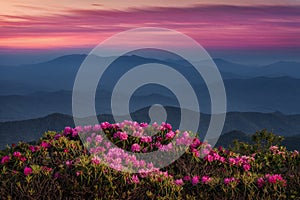 Scenic sunset, Catawba Rhododendron, Appalachian Mountains