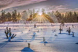 Scenic sunset over snowy field with tops of young pine tree plants hidden in deep snow. Forest with Sun in front of field.