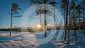 Scenic sunset in Scandinavian winter pine tree forest - very calm weather, sun beams shine above tree tops. Very fresh snow