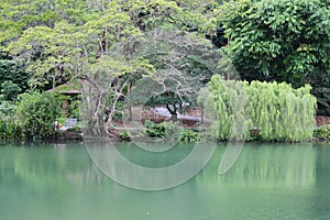 Scenic Swan lake surrounded by leafy trees and plants of the botanical garden in Singapore
