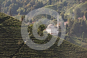 Scenic tea plantation on a hillside with mosque on the background at Karadeniz region