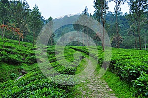 Scenic tea plantation walkway at Puncak