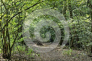 Szenisch die Straße Wald aus 