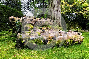 Scenic timber pieces with sawed off branches in Benmore Botanic Garden, Scotland