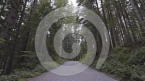 Scenic Trail in the Canadian Rain Forest.