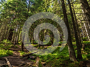 Scenic Trail full of roots in the middle of wooden coniferous forrest