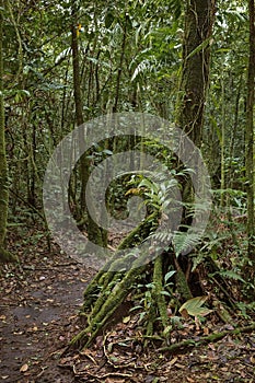 Scenic trail in the jungle. Costa Rica Central America